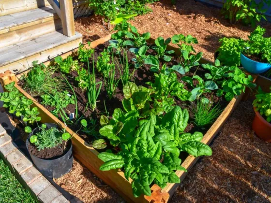 featured image - 6 Essentials for Your Home Vegetable Garden