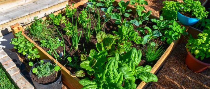 6 Essentials for Your Home Vegetable Garden