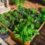 featured image - 6 Essentials for Your Home Vegetable Garden