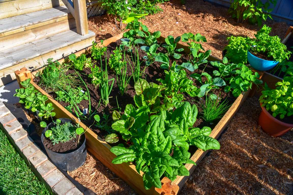 image - 6 Essentials for Your Home Vegetable Garden