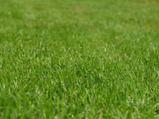 featured image - 8 Tips For Making Your Yard More Appealing