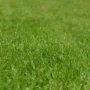 featured image - 8 Tips For Making Your Yard More Appealing
