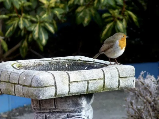 featured image - A Frugal’s Guide to Making a Garden Look Nice