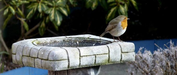 A Frugal’s Guide to Making a Garden Look Nice