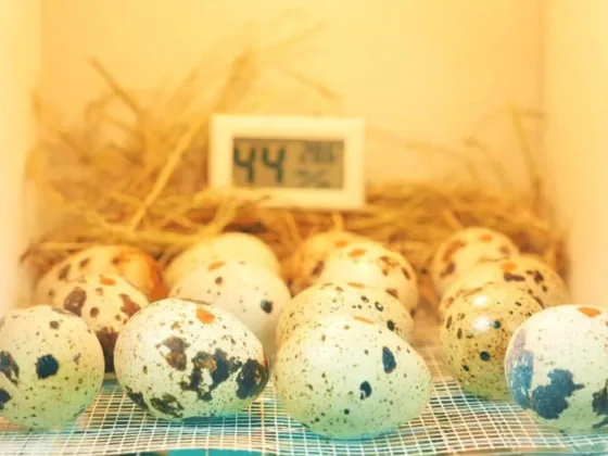 featured image - Best Quail EGG Incubators of 2022