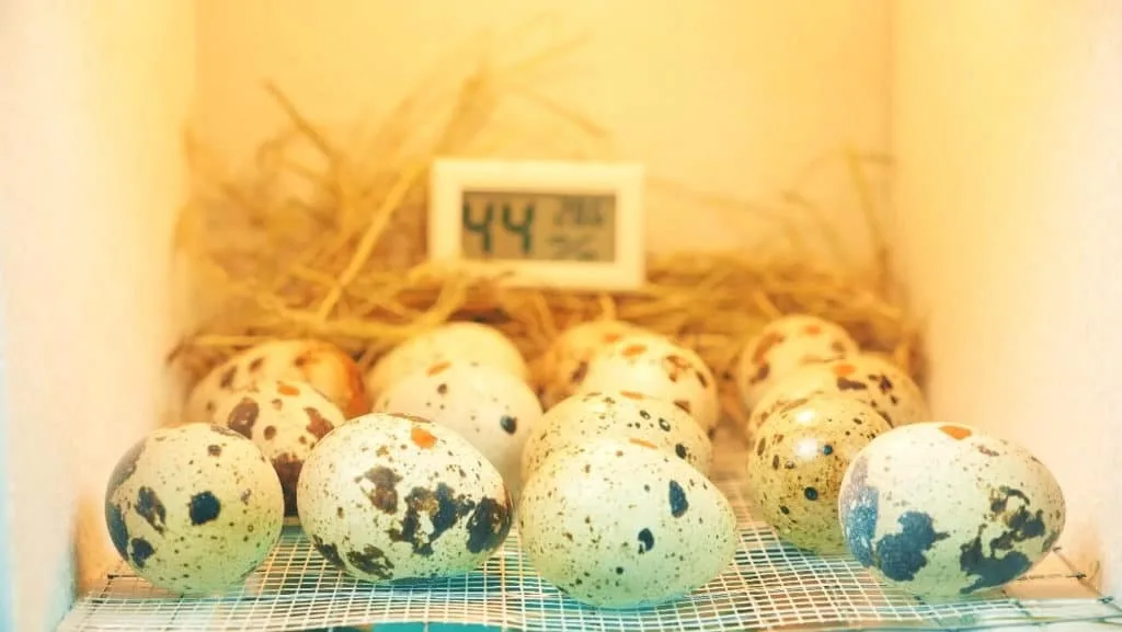 featured image - Best Quail EGG Incubators of 2022