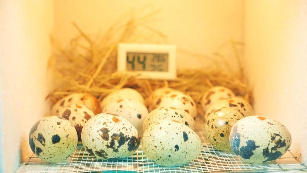Best Quail EGG Incubators of 2022 image - Best Quail EGG Incubators of 2022