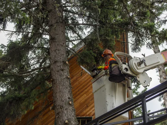 featured image - How To Find a Good Tree Care or Removal Service