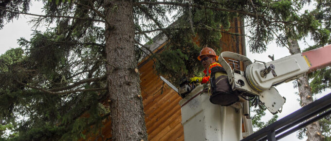 How To Find a Good Tree Care or Removal Service?