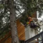 featured image - How To Find a Good Tree Care or Removal Service