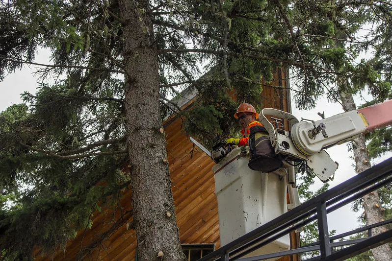 featured image - How To Find a Good Tree Care or Removal Service