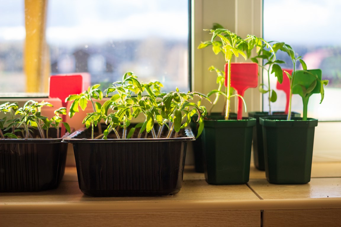 image - Nurture The Seedlings Indoors First