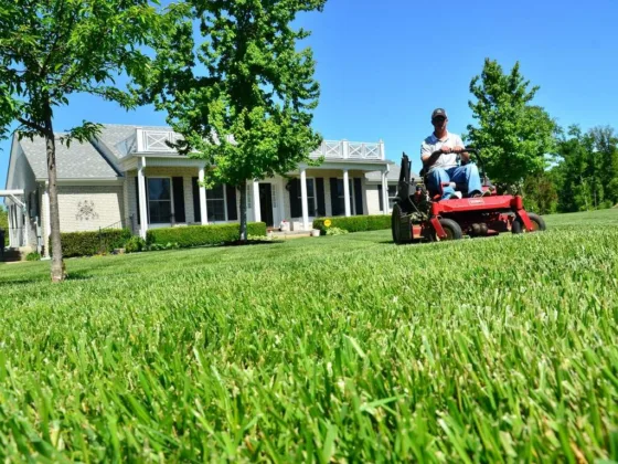 featured image - How to Look After Your Lawn Like a Professional