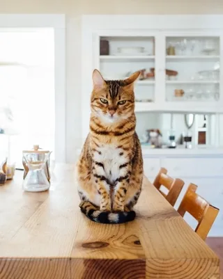 featured image - Stylish Kitchen Design Ideas for Cat Lovers