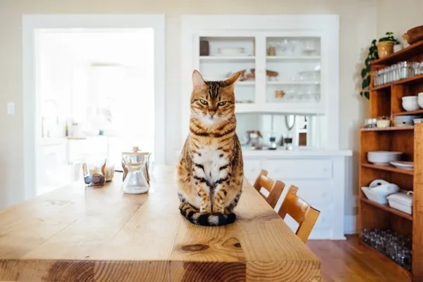 Stylish Kitchen Design Ideas for Cat Lovers image - Stylish Kitchen Design Ideas for Cat Lovers