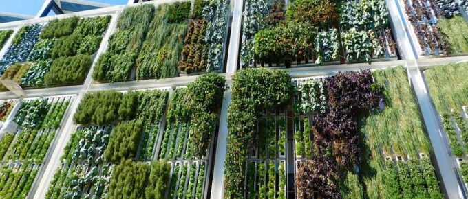 5 Great Reasons to Consider Vertical Hydroponics for Growing Plants in Small Spaces