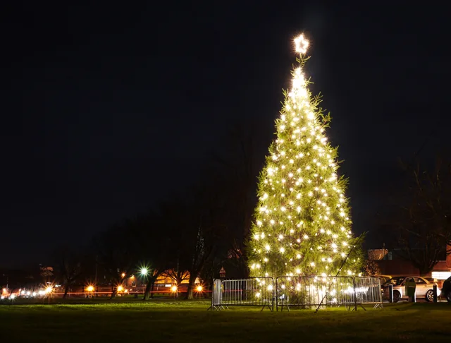 The Perfect Flagpole Tree image - The Perfect Flagpole Tree