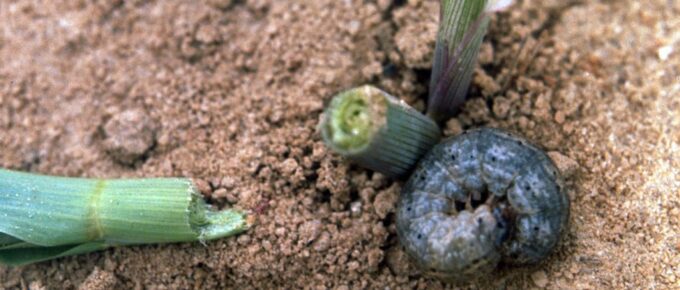 What Home Remedy Kills Cutworms?