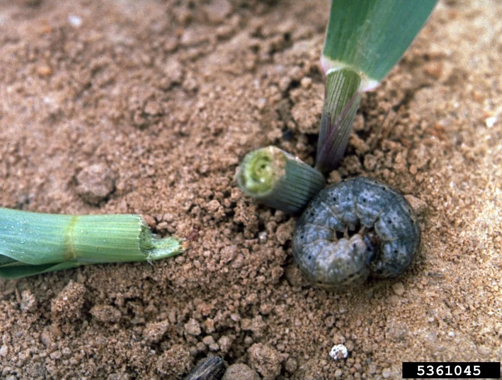 What Home Remedy Kills Cutworms image - What Home Remedy Kills Cutworms