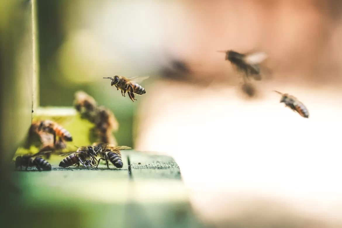 What's The Cost of Hiring Quality Exterminators in Boise? Here's The Answer image - What's The Cost of Hiring Quality Exterminators in Boise? Here's The Answer