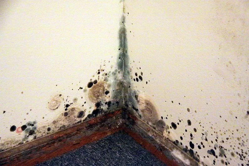 10 Ways to get rid of Molds in your House Image - 10 Ways to get rid of Molds in your House
