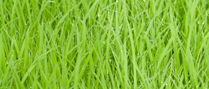 How Do I Keep My Grass Green and Healthy?