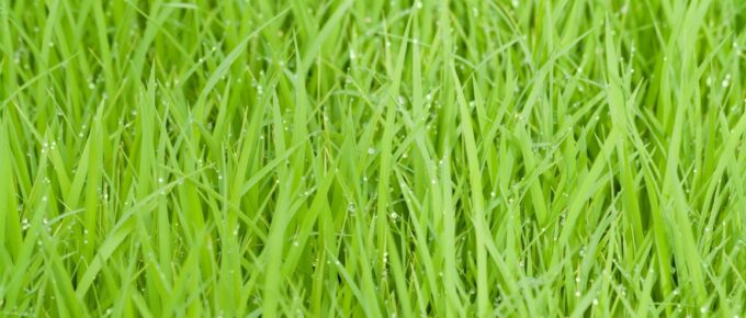 How Do I Keep My Grass Green and Healthy?