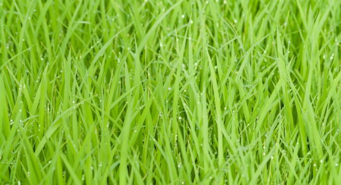 How Do I Keep My Grass Green and Healthy?