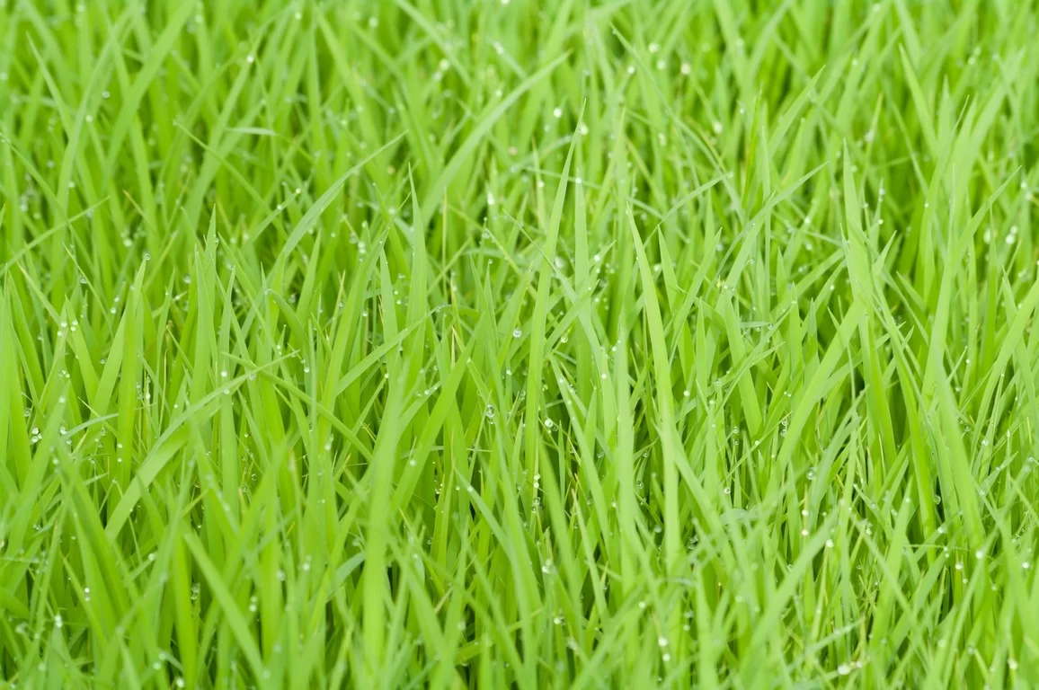 Image - How Do I Keep My Grass Green and Healthy?