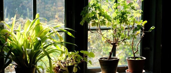 What Is the Most Low Maintenance Indoor Houseplants?