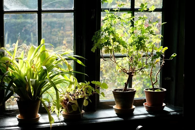 What Is the Most Low Maintenance Indoor Houseplants? Image - What Is the Most Low Maintenance Indoor Houseplants?