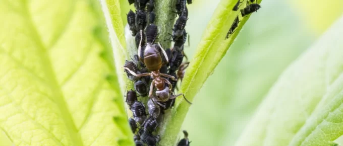 5 Indications of a Pest Infestation