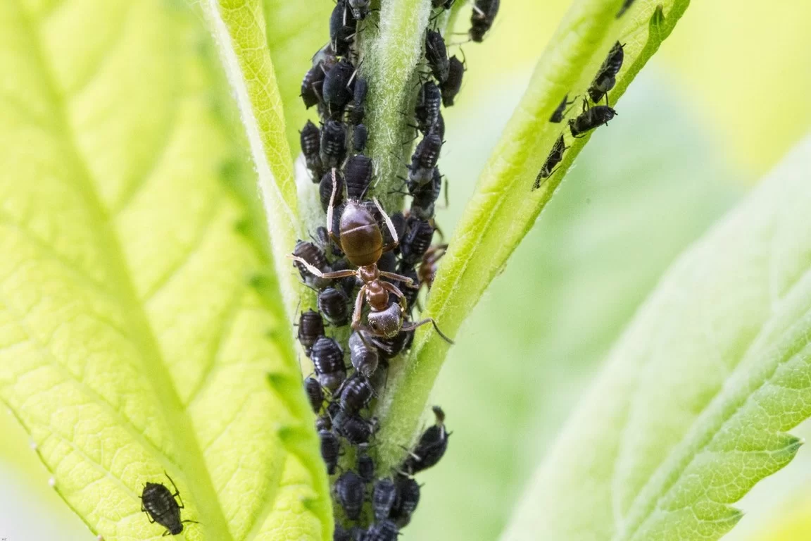 5 Indications of a Pest Infestation Image - 5 Indications of a Pest Infestation