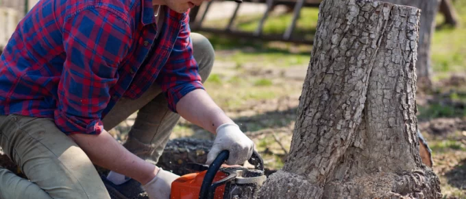 5 Reasons to Hire Professionals for Tree Stump Removal