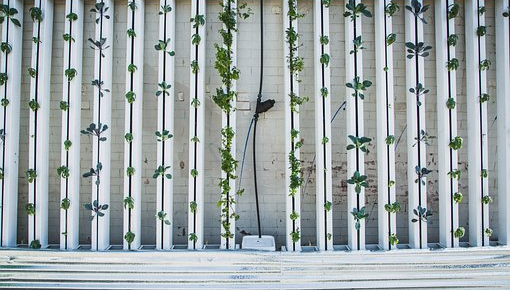 8 Ways to Maximize Your Garden Space