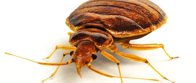 DIY Home Cleaning: A Tutorial on How to Get Rid of Bed Bugs