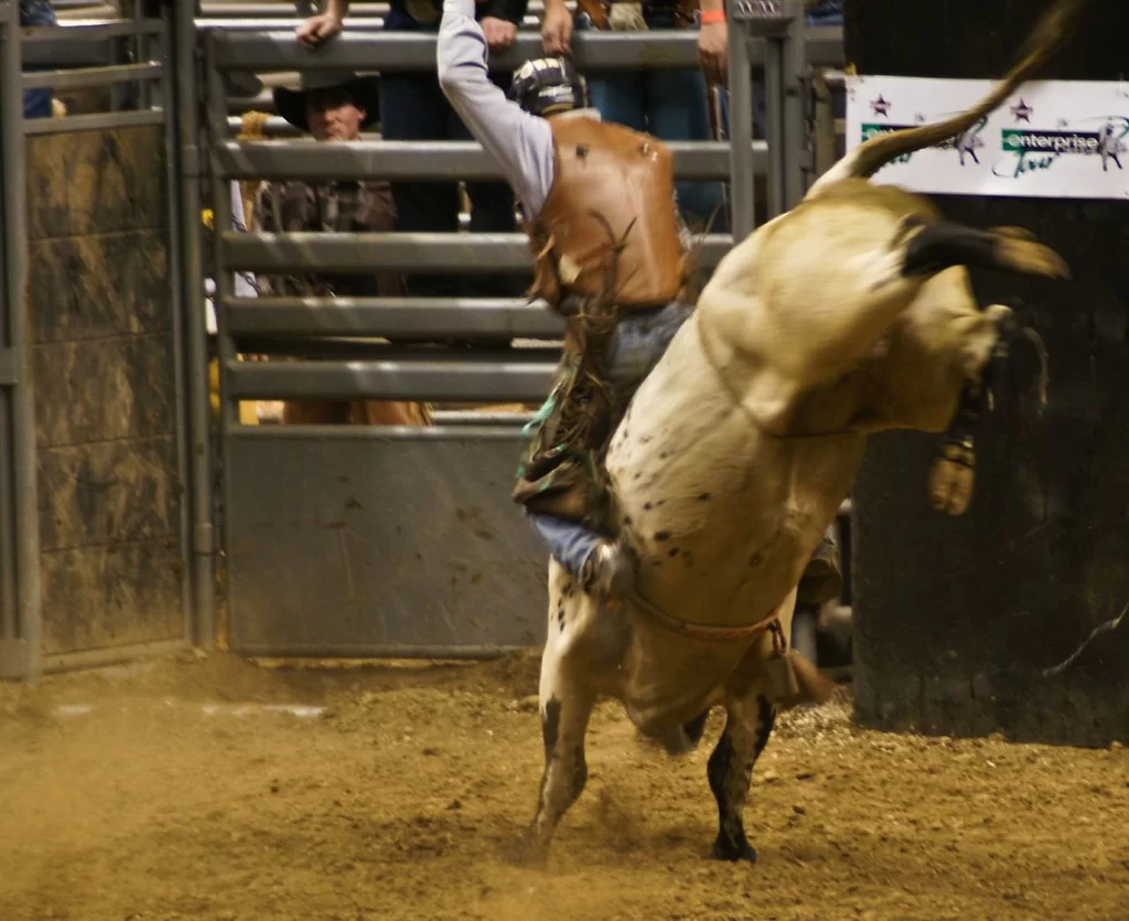 image - Introduction to Professional Rodeo