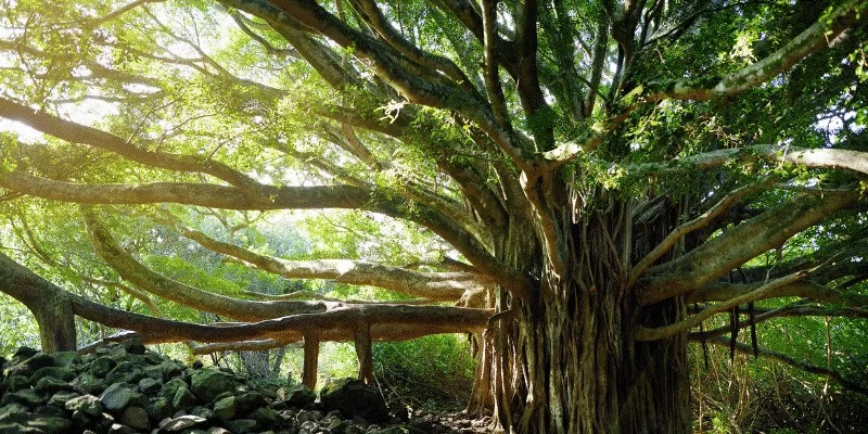 Mimosa Hostilis Root Bark Buying Tips Image - Mimosa Hostilis Root Bark Buying Tips