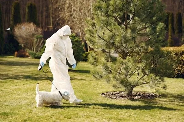Image - 6 Tips for Keeping Your Pets Safe During Pest Control