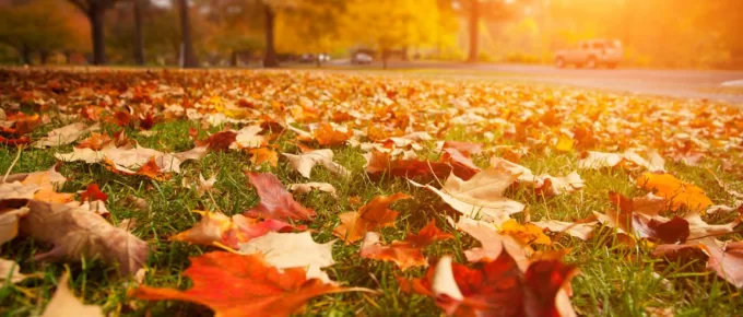 How To Prepare Your Lawn for The Winter Season