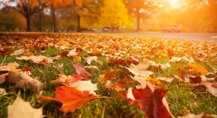 How To Prepare Your Lawn for The Winter Season