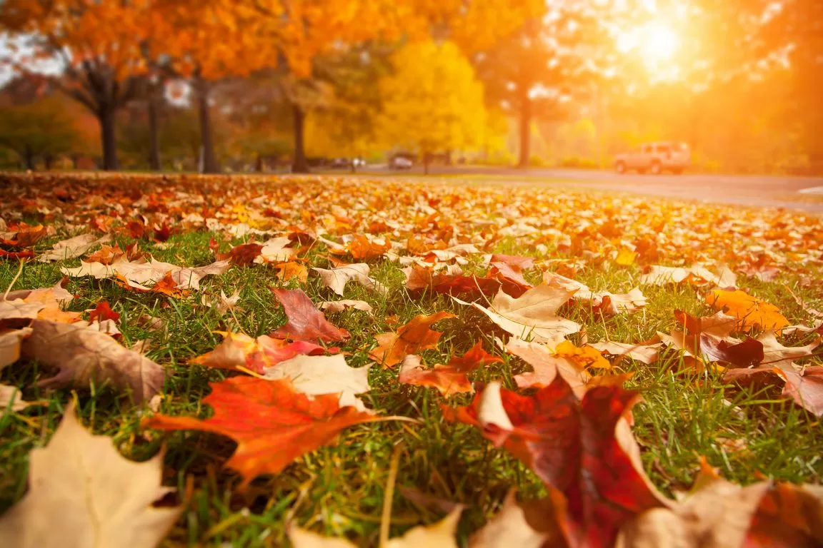 image - How To Prepare Your Lawn for The Winter Season