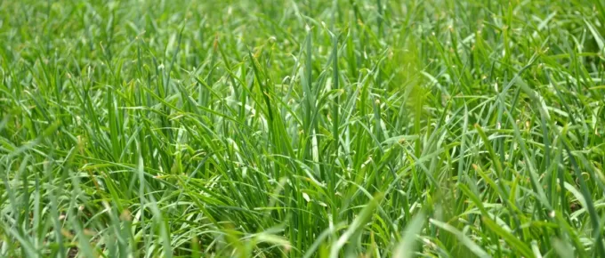 How to Combat Common Lawn Problems in Texas