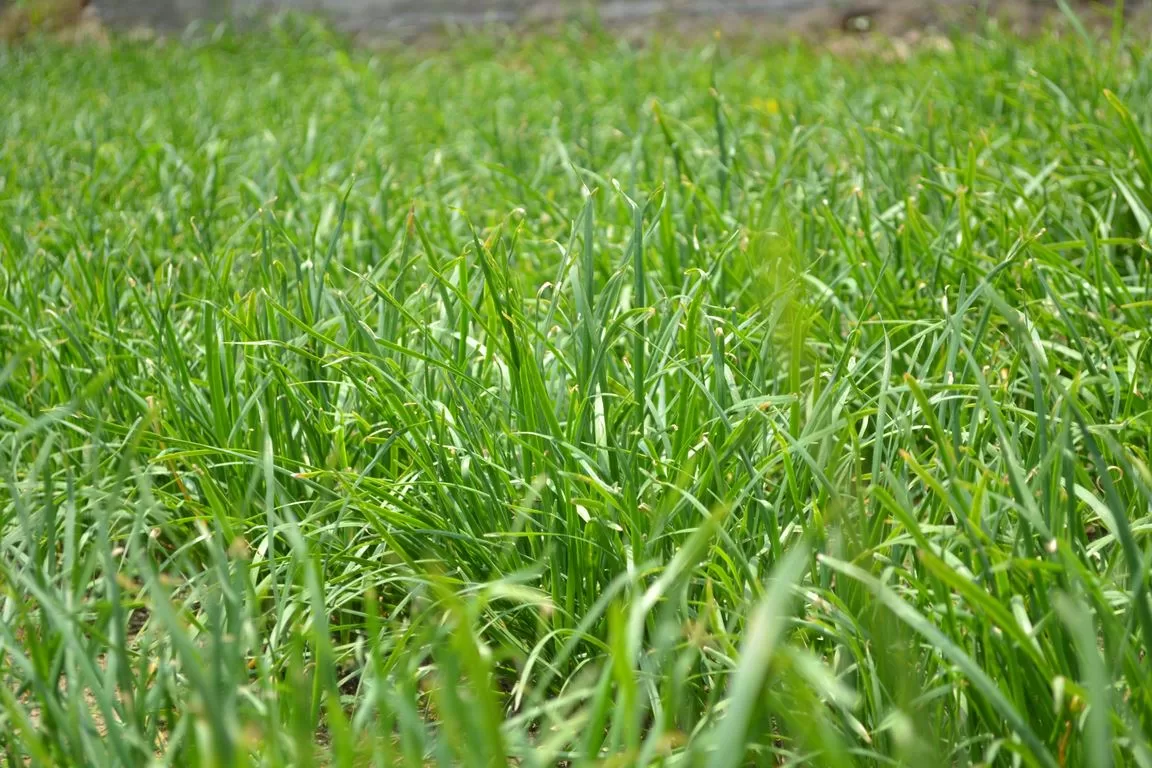 Image - How to Combat Common Lawn Problems in Texas