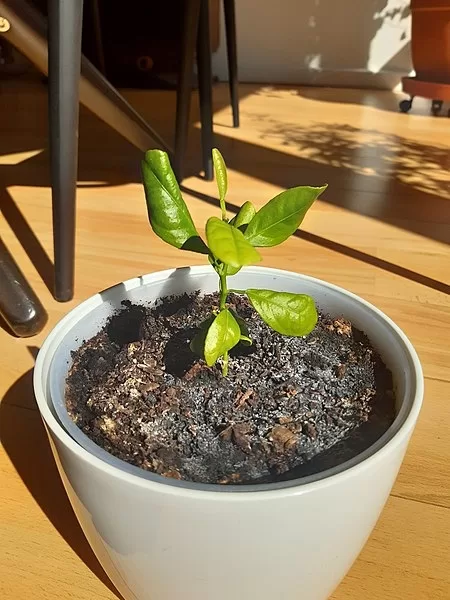 Image - How to Plant Lemon from Seed