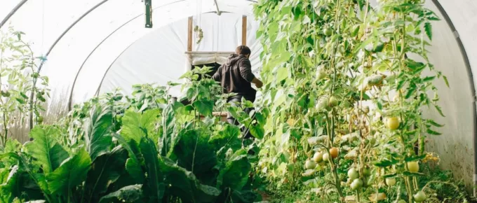 Want to Grow Vegetables in Containers? 7 Tips for a Plentiful Garden