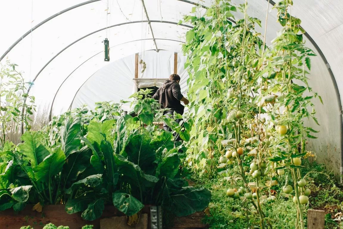 Want to Grow Vegetables in Containers 7 Tips for a Plentiful Garden image - Want to Grow Vegetables in Containers 7 Tips for a Plentiful Garden