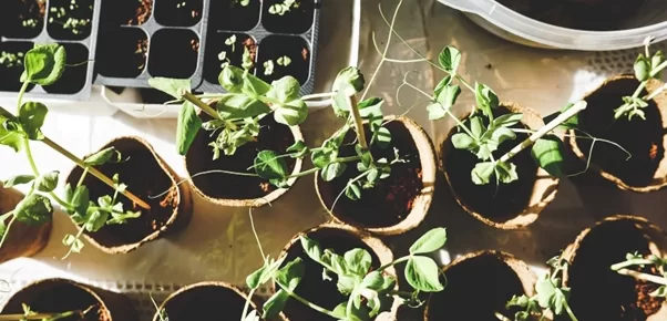 Want to Start an Indoor Garden? Here’s How