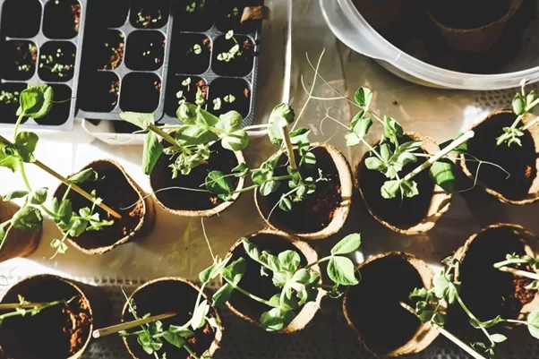 Image - Want to Start an Indoor Garden? Here's How