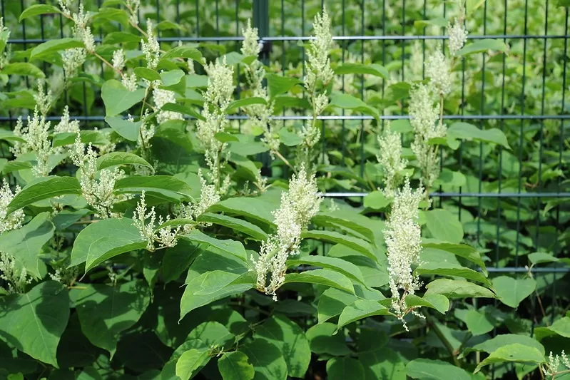 Image - A Guide to Identifying Japanese Knotweed